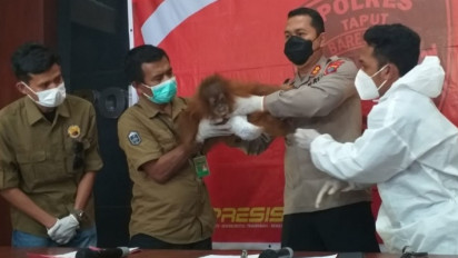 Ditelantarkan oleh Induknya, Bayi Orangutan Tapanuli ini Diselamatkan Warga
