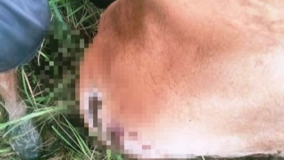 Dua Ekor Sapi Warga Aceh Timur Dimangsa Harimau, Begini Tanggapan BKSDA Aceh