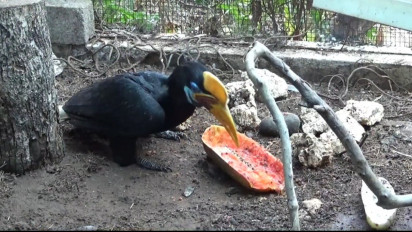 Viral Burung Endemik Julang Sulawesi Muncul di Terminal Bandara Makassar