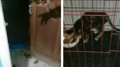 Viral Sebuah Shelter Sengaja Ditelantarkan Oleh Pemilknya, Sejumlah Kucing Ditemukan dalam Kondisi Kelaparan dan Mati