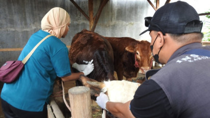 Sapi yang Sudah Vaksin PMK Dipasang Anting, Bisa Discan Barcode seperti Peduli Lindungi