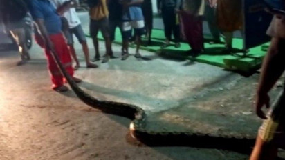 Mangsa Burung Harga Jutaan Rupiah di Dalam Sangkar Petugas Damkar Evakuasi Ular Piton Sepanjang 2 Meter 