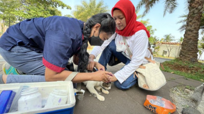Ini Dia Tanda-Tanda Kucing yang Telah Dikebiri
