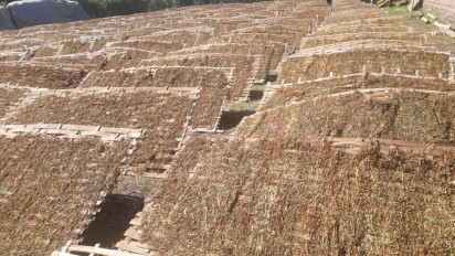 Diguyur Hujan Deras, Petani Tembakau di Enam Kecamatan di Probolinggo Rugi Puluhan Juta Rupiah