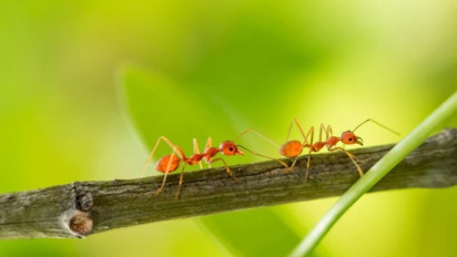 Ternyata Bukan hanya Burung, Mulai Sekarang Jangan Bunuh Hewan ini karena Selalu Bertasbih kepada Allah SWT Kata Ulama