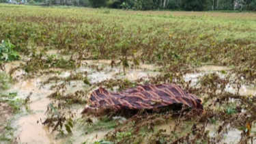 Banjir Bandang di Pacitan, 2 Warga Terseret Arus, 1 Orang Ditemukan Tewas, 1 Orang Lainnya Kritis