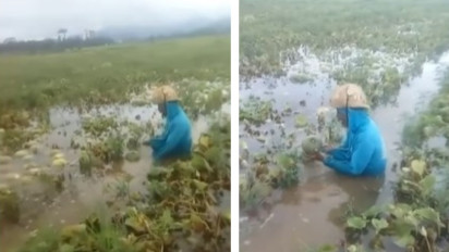 Viral Video Seorang Petani Menangis Meratapi Ladang Melon Miliknya yang Gagal Panen Karena Terendam Banjir