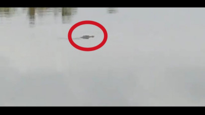 Buaya Sering Muncul, Warga Meurebo Mengaku Resah