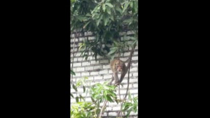 Monyet Liar dan Lincah Teror Permukiman, Warga Miji Baru Mojokerto Resah