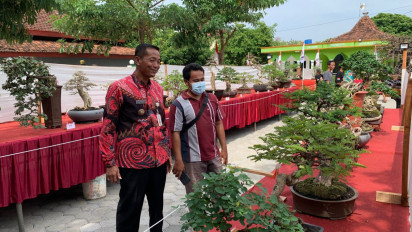 Menengok Pameran Bonsai Bernilai Ratusan Juta di Kudus