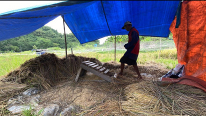 Curah Hujan Tinggi, Petani di Kabupaten Semarang Resah Sawah Siap Panen Tergenang Banjir