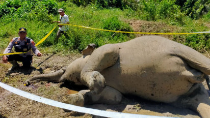 Diduga Termakan Pupuk Pestisida, Seekor Gajah Betina di Aceh Timur Ditemukan Mati