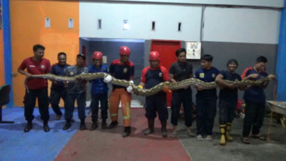 Hendak Masuk Pemukiman Ular Sanca Raksasa Berhasil Ditangkap Damkar