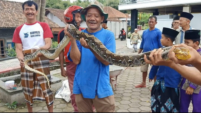 Kerap Memangsa Ternak, Ular Sanca Sepanjang 3 Meter Ditangkap Warga Temanggung
