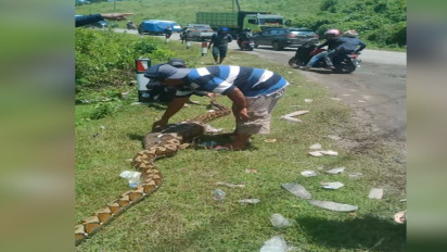 Ular Piton 7 Meter Ditemukan Mangsa Ternak Sapi, Gemparkan Warga Kulinjang Enrekang