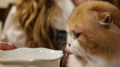 Memiliki Tekstur yang Kasar Seperti Ampelas, Berikut 4 Fakta Menarik Tentang Lidah Seekor Kucing