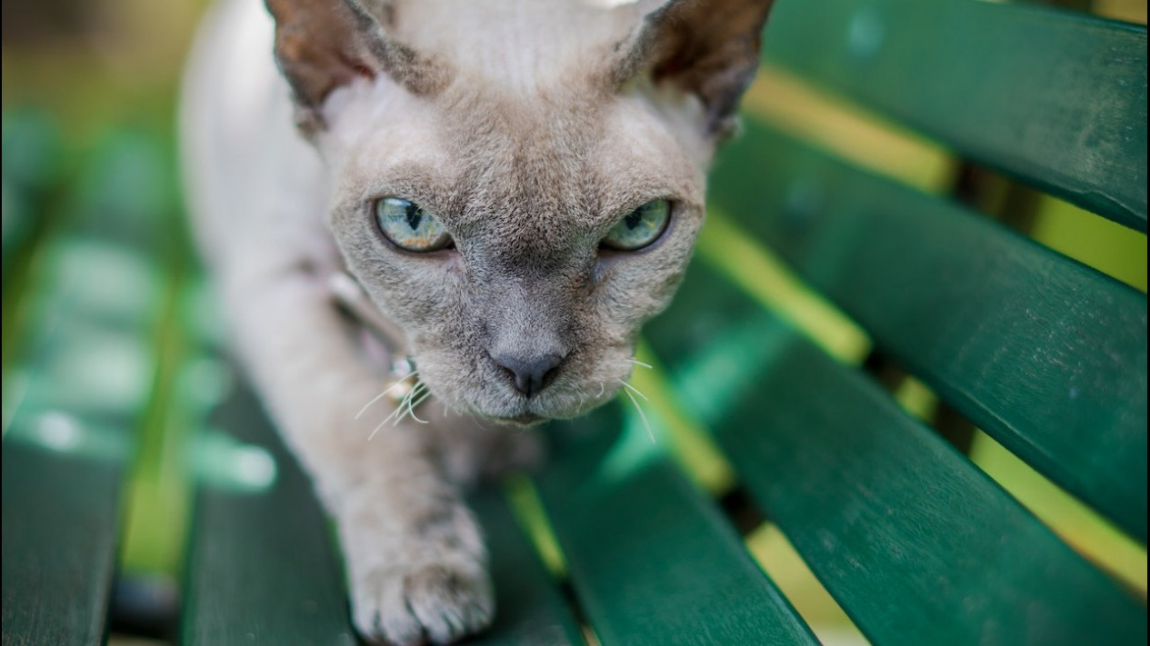 Salah Satu Pemburu yang Ahli, Ini Alasan Seekor Kucing Suka Membawa Hewan Buruan untuk Pemilknya
            - galeri foto