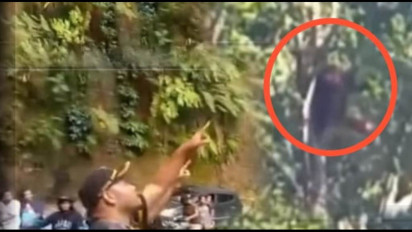 Orangutan Menampakkan Diri di Tapanuli Tengah, BKSDA: Sedang Mencari Pasangan