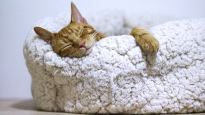 Bukan karena Malas Gerak, Berikut 6 Alasan yang Membuat Seekor Kucing Sering Tidur Seharian di Rumah