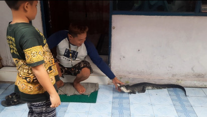 Buaya Muara Ditangkap di Selokan Permukiman Warga Kota Mojokerto