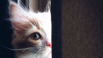 Hewan yang Lucu dan Menggemaskan, Berikut 7 Tips Bagi Anda yang Ingin Memelihara Kucing di Rumah