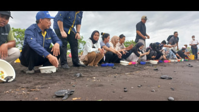 Mengkhawatirkan, Populasi Penyu Dunia Krisis Pejantan, Ini Sebabnya