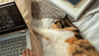 Jadi Salah Satu Tempat Favorit, Berikut Alasan Kucing Sangat Suka Tidur di Atas Keyboard Laptop