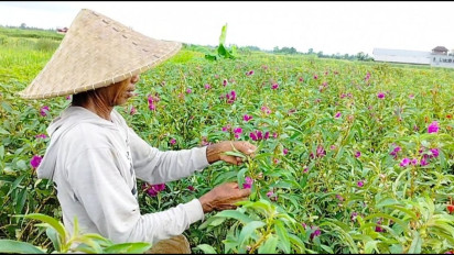 Curah Hujan Tinggi, Petani Bunga di Badung, Bali, Mengeluh Lantaran Hasil Panen Menurun