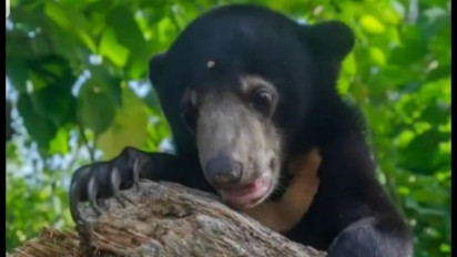 Seekor Beruang Terkam Pemuda di Inhu Riau Hingga Kritis