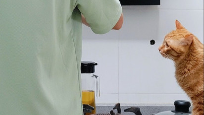 Berikut 5 Alasan Kucing Peliharaan Kerap Mengikuti Pemiliknya Kemanapun, Termasuk ke Kamar Mandi