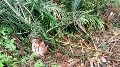 Kawanan Gajah Rusak Kebun SAD, BKSDA Tebo; Ada Baiknyo Langasung ke Kantor Jambi