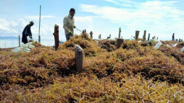 Genjot Devisa Dari Emas Hijau, Indonesia Masuk Produsen Rumput Laut Terbesar Nomor 2 di Dunia