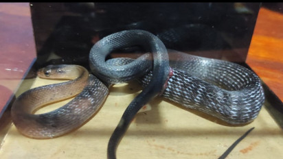 Evakuasi Ular Hitam di Bawah Ranjang Warga Berlangsung Dramatis