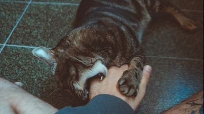Bukan untuk Menyakiti, Ini Alasan Menagapa Seekor Kucing Suka Menggigit Pemiliknya Secara Tiba-tiba