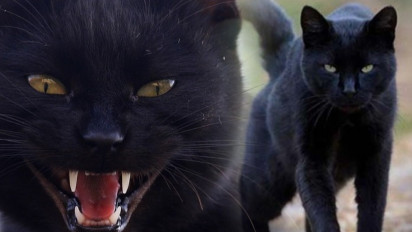 Sempat Jadi Perdebatan, Kucing Hitam Sebenarnya Bawa Sial atau Bawa Hoki? Nih Mitos yang Beredar
