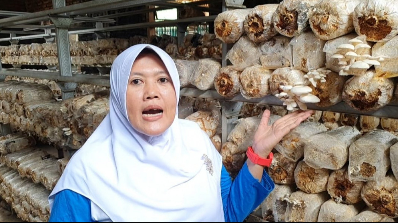 Seorang Ibu Asal Probolinggo Budidayakan Jamur Tiram, Tembus Pasar Nusantara Aceh hingga Irian Jaya
            - galeri foto