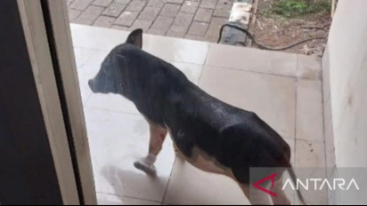 Babi Masuk Kantor Dinas Lingkungan Hidup DKI Jakarta hingga Pegawai Histeris Ketakutan