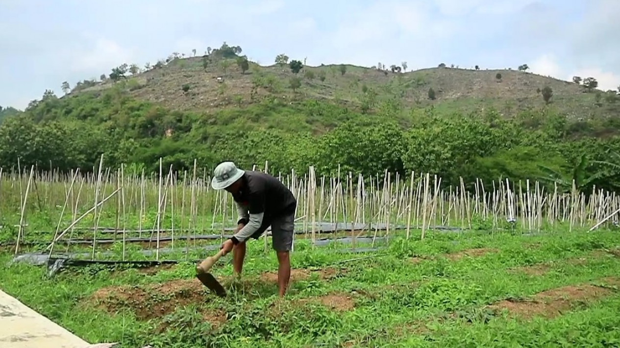 Pegunungan Kendeng Gundul dan Banyak Tambang, Petani di Pati Selatan Cemas
            - galeri foto