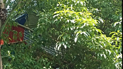 Tiga Pria di Bangkalan, Madura, Asyik Pesta Sabu-sabu di Atas Pohon, Ditangkap Polisi