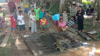 Kerap Resahkan Warga, Anak Buaya Muara Sepanjang Satu Meter Setengah Berhasil Ditangkap