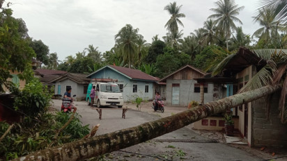 Angin Kencang, Pohon Kelapa Tumbang Timpa Rumah Warga di Karimun