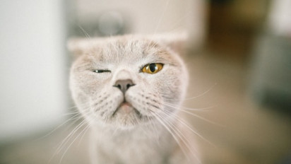 5 Tanda Seekor Kucing Menunjukkan Rasa Sayang Pada Pemiliknya, Salah Satunya dengan Mengedipkan Mata