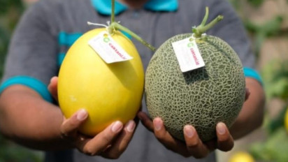 Wow, Berbekal Semangat dan Mimpi, Pemuda Desa di Gresik Berhasil Budidaya Melon Premium Tanpa Musim