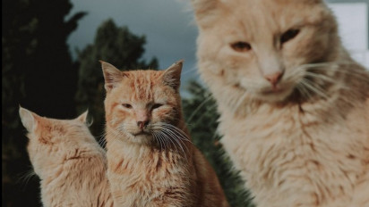 Dari Makanan Basi Hingga Suara yang Terlalu Keras, Inilah Daftar 5 Hal yang Dibenci Seekor Kucing