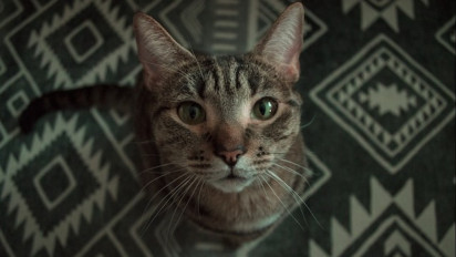 Jadi Salah Satu Cara untuk Komunikasi, Berikut 5 Alasan Mengapa Seekor Kucing Mengerakkan Ekornya