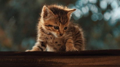 Ternyata Inilah Alasan Seekor Induk Kucing Sering Sekali Memindahkan Anak-anaknya yang Baru Lahir