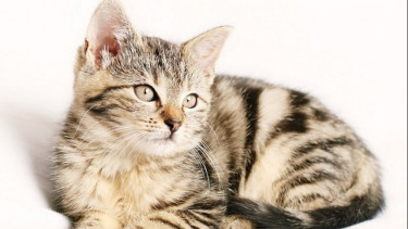 Polisi Periksa 3 Saksi Kasus Dugaan Penganiayaan Kucing di Matraman Jaktim