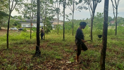 Petani Menjerit, 2 Kilogram Karet Dihargai Hanya 1 Liter BBM