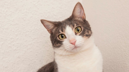 241 Nama Kucing Lucu Menggemaskan, Mudah Diingat Bikin Kucing Nurut!