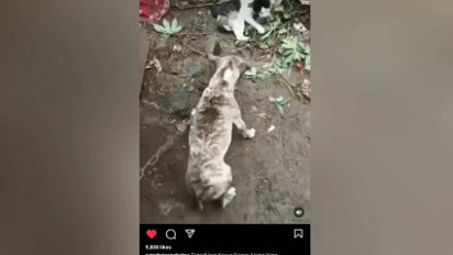 Kucing Dianiaya dan Dijadikan Objek Latihan Anjing Pemburu Babi Hutan di Sumedang